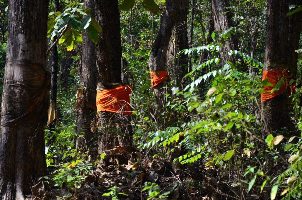 The golden teak tree forest (Credit: Thanakrit Thongfa)